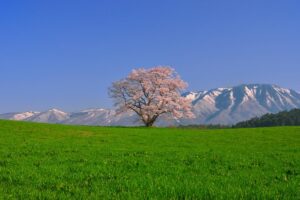 岩手県・小岩井農場の一本桜が満開！訪れるべき理由と美しさ